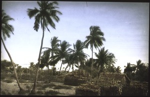 Das Dörflein unter den Palmen an den Binnengewässern Südindiens