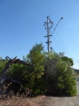 PG&E power line stopping just short of a downed tree, 2019