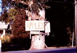 Apple and cider signs in Sebastopol advertising the Gravenstein apple products for sale, 1970