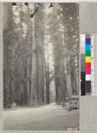 A twilight view along the highway through Richardson's Grove, one of the beauty spots of the Humboldt Redwood Park. Metcalf, 1926