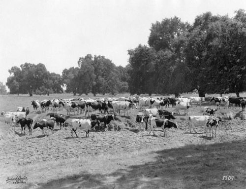 Dairy herd in Solano County