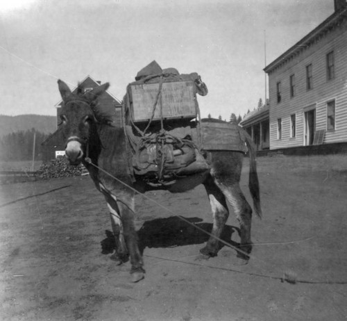 Loaded Pack Donkey, Spanish Ranch