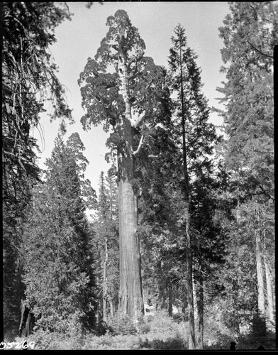 General Grant Tree