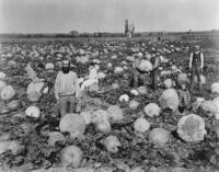 1886 - Harvesting Pumpkins