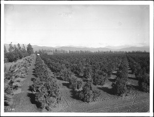 Large orange grove in southern California