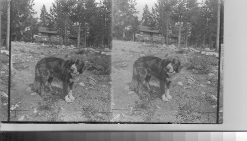 Thoroughbred male St. Bernard dog, Canada. Alta