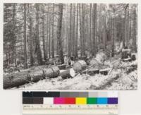 West of Sly Park. Unique utilization of 70-year old second growth ponderosa pine. Bolts 14 to 28 inches long, 14 to 36 inches d.i.b. cut from between whorls of limbs providing clear material for fruit box veneers. Stumpage per M $2, cuttings $ 6.50 hauling to Sacramento 70 miles distant $9 per M. Sold F.O. B. Sacramento $19. Logging by E. A. Johnson. El Dorado County