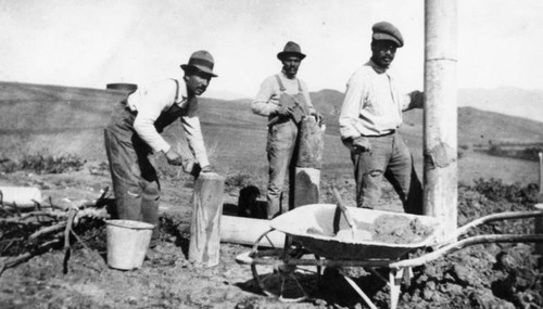 Mexican Americans laying irrigation pipe