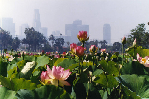 Lotus gardens, Echo Park