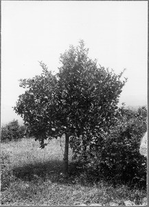 Orange tree, Mamba?, Tanzania, ca.1901-1910