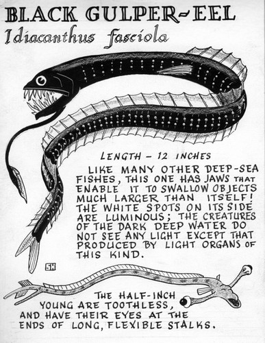 Black gulper-eel: Idiacanthus fasciola (illustration from "The Ocean World")