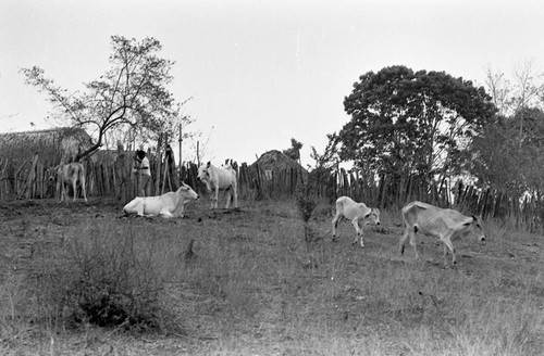 A man carrying a pot walks among cows, San Basilio de Palenque, 1977