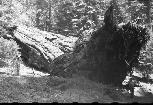 Buttress Tree, Just after it fell