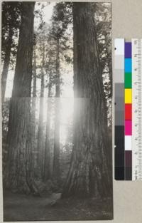 Sequoia gigantea in Calaveras Grove. The Four Sisters (?); tops shown in 5898. Oct. 1935. E.F