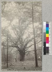 A large Chestnut "Wolf Tree" in White Pine and Douglas Fir plantation at Biltmore, N.C. Was left for scenic effect but is now using much valuable space