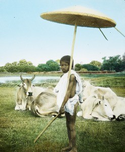 Young cattle herder, India, ca. 1930