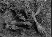 Pit 9. Mastodon humerus, scapula and pelvis. (RLB-110)