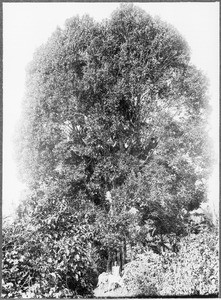 Tree in Mamba, Tanzania, ca.1901-1910