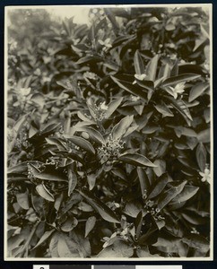 Blossoms from California orange groves, ca.1930