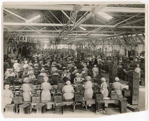 Women and men at work in one of the largest fruit canneries, San Jose, Santa Clara County, California