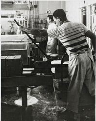 Two unidentified men putting hoops full of cheese curd on racks at the Petaluma Cooperative Creamery, about 1955