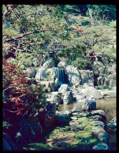 Guiberson, Gordon, Japanese garden. koi pond