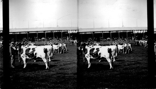 Holstein Exhibit, Great Stock Show, Louisiana Purchase Exposition, St. Louis, Mo