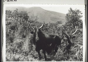 Mbororo cattle (Watussi cattle) in the Grassfields
