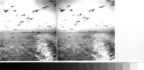 "Paradise of the seagulls-San Francisco Bay, Calif. U.S.A. c.1903