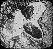 Unidentified fossil bone from large mammal in situ. Possible pelvis. (4563)
