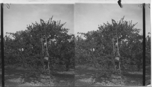 Picking Apples at Carpenter Bros. Fruit Farm, Ont