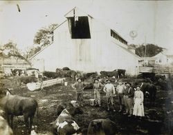 Gambonini Dairy on Petaluma Marshall Road, Tomales, California, about 1898