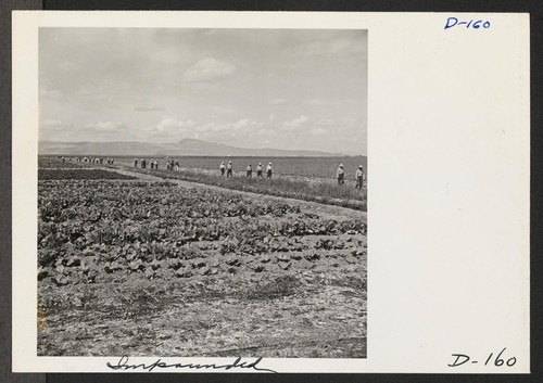 A view of the farm at this relocation center, showing the tremendous acreage and crops grown by evacuee workers. Photographer: Stewart, Francis Newell, California
