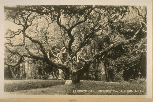 Le Conte Oak, University of California