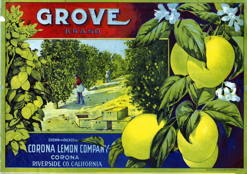 Crate label, "Grove Brand." Grown and packed by Corona Lemon Company, Corona, Riverside Co., Calif