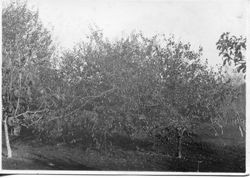 Unidentified Burbank fruit trees in Sebastopol, about 1928