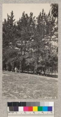 This 23 year-old stand of Monterey pines at Callender Station near Oceano, San Luis Obispo County has made rapid growth on very sandy soil. Compare with photo No. 31 taken of same trees in 1916. Feb. 1931