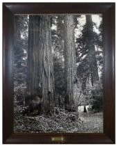 Photograph of a couple at a large Redwood tree probably in Muir Woods