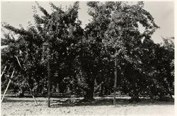 Gravenstein apple tree in an unidentified Sebastopol orchard propped and ready to harvest, about August 1955