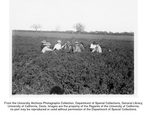 Agricultural Practice