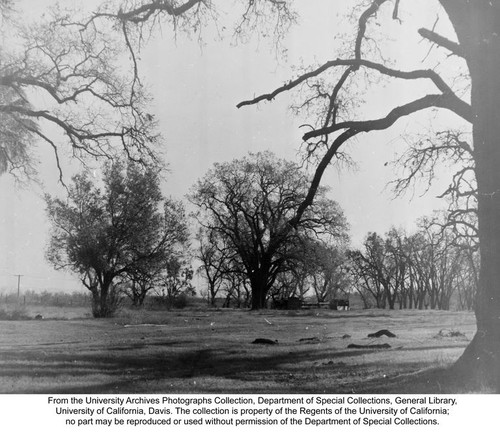 Arboretum, oaks and walnuts at the south end of the Arboretum