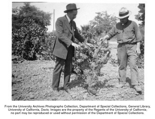 Viticulture and Enology, short course, studying phylloxera on old Muscat vine, Friedrich Flossfeder (right)