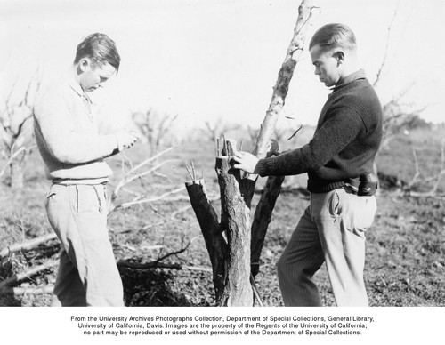 Pomology, laboratory exercise in grafting a fruit tree