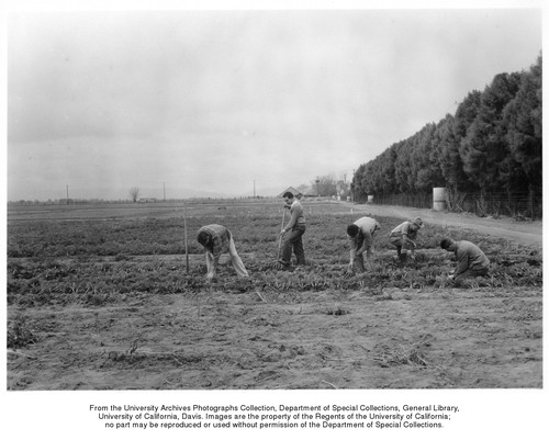 Agricultural Practice