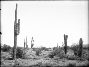 Giant saguaro cacti on the Pima Indian Reservation, Arizona, ca.1900
