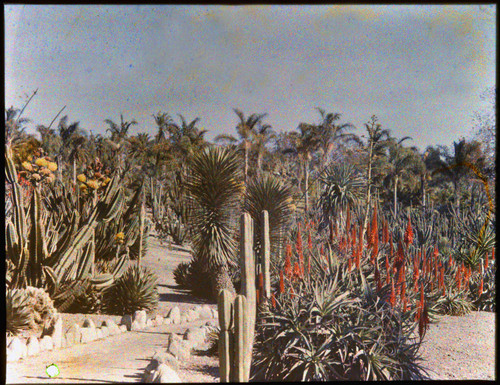 Desert garden, general view, circa 1924