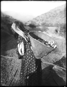 Yokut Indian woman carrying a kathak full of fruit, ca.1900