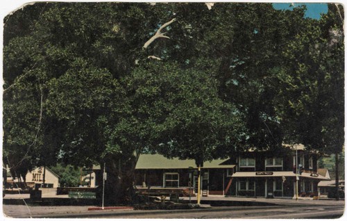Morton Bay Fig Tree, Southern Pacific Railroad Station, and The Mill in Santa Paula, California
