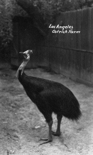 Black ostrich, a view