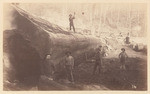 Logging with donkey engine